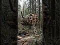 Abandoned Treehouse Restoration | Suspended Log Cabin Rebuild | Luxury Forest Retreat Transformation