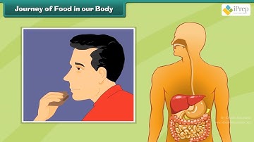 Class 5 EVS Chapter - 3 "From tasting to Digesting" cbse ncert english Environmental Looking Around