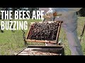 Spring is here and the bees are buzzing - Checking and prepping the hives for our first split