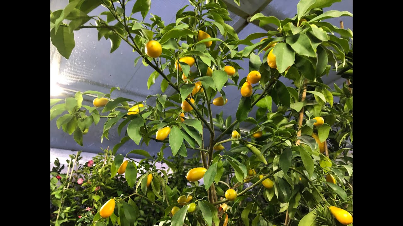 🍋🥝Цитрусы и экзоты, ответы на вопросы, часть 3🥝🍋