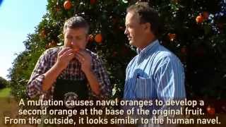 Chad and Jeff sample the Navel Oranges and Ruby Red Grapefruit.