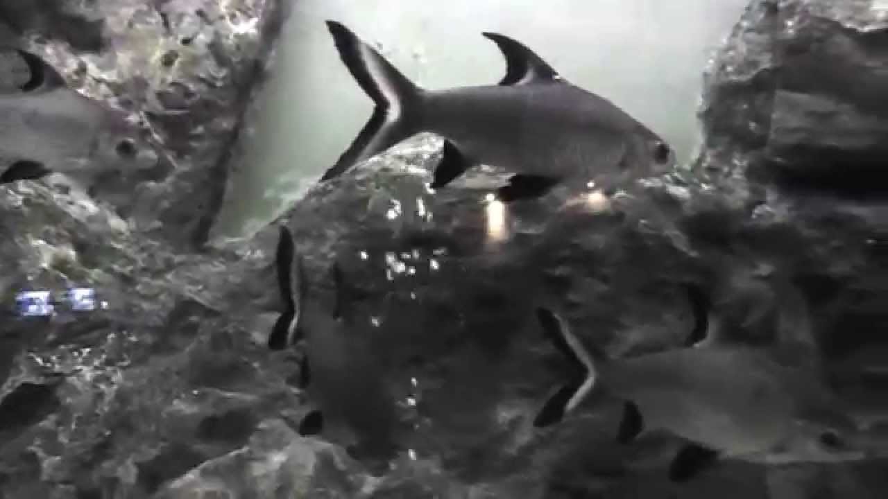 Bala Sharks, Balantiocheilos melanopterus, Waghor Aquarium, Prachuap