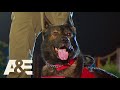 Battle of the Shepherds, K9 Eddy Races Against K9 Cam | America's Top Dog (Season 1) | A&E