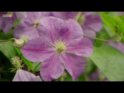 Videó: Clematis A Tájtervezésben (91 Fénykép): Virágok Virágágyásban A Kertben és A Kerítésen, Egy Kis Nyaraló Díszítése