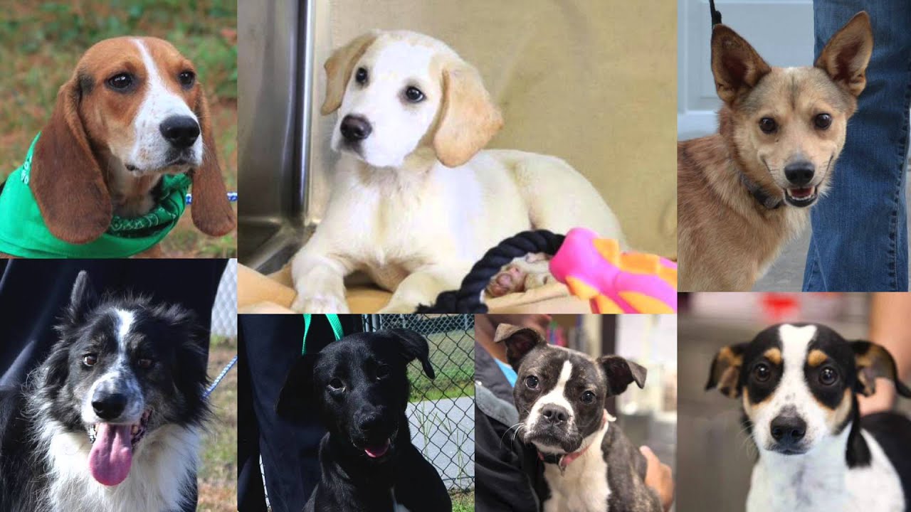 Lucky Dog Animal Rescue Had 1176 Adoptions in 2015! - YouTube