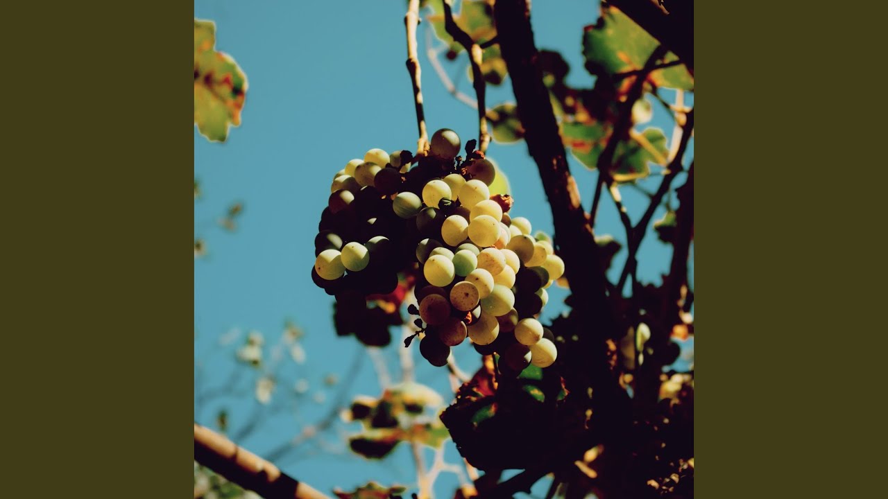 Watch Grapevine on YouTube Watch Grapevine on YouTube