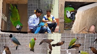 Severe Macaw Breeding Progress  / Small Finches Birds Breeding in Large Aviary.