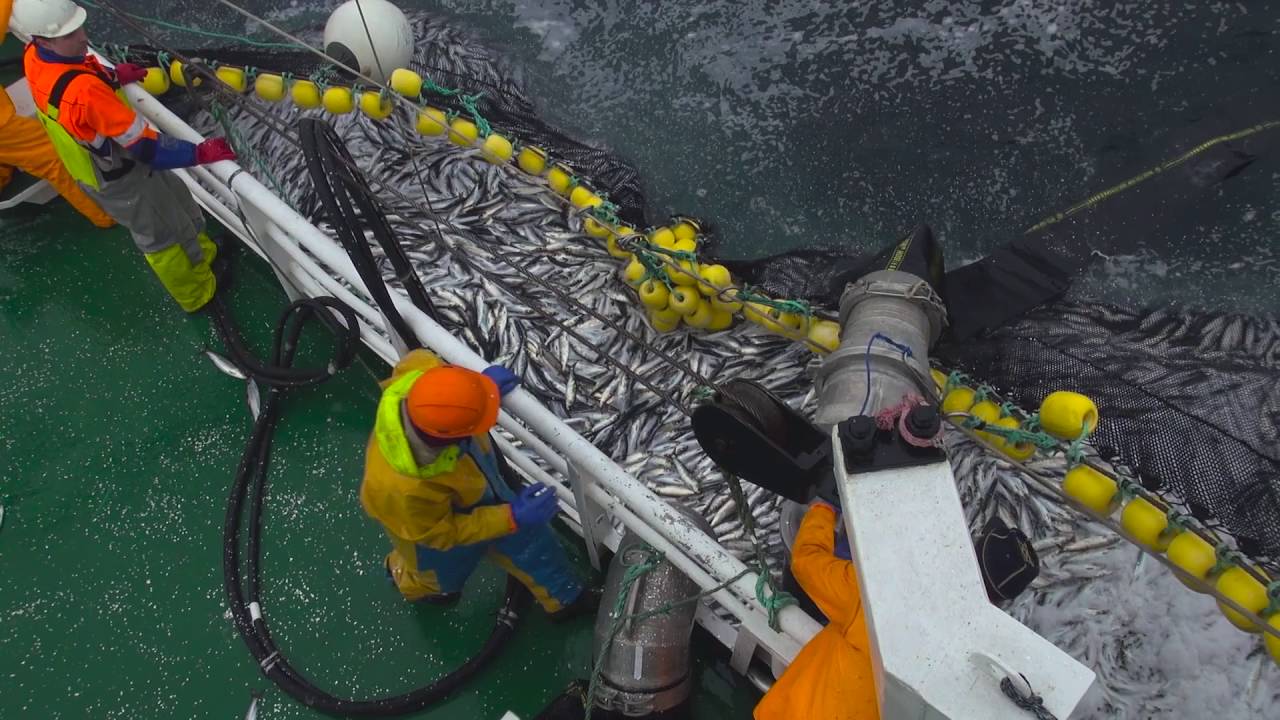 Heringsfang in Norwegen Herring fisheries in Norway YouTube