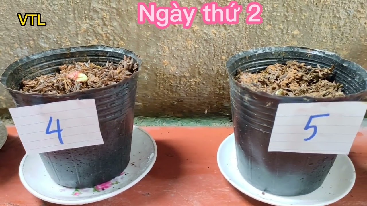 Thí Nghiệm Chứng Minh Cây Có Sự Sinh Trưởng | KHTN 7