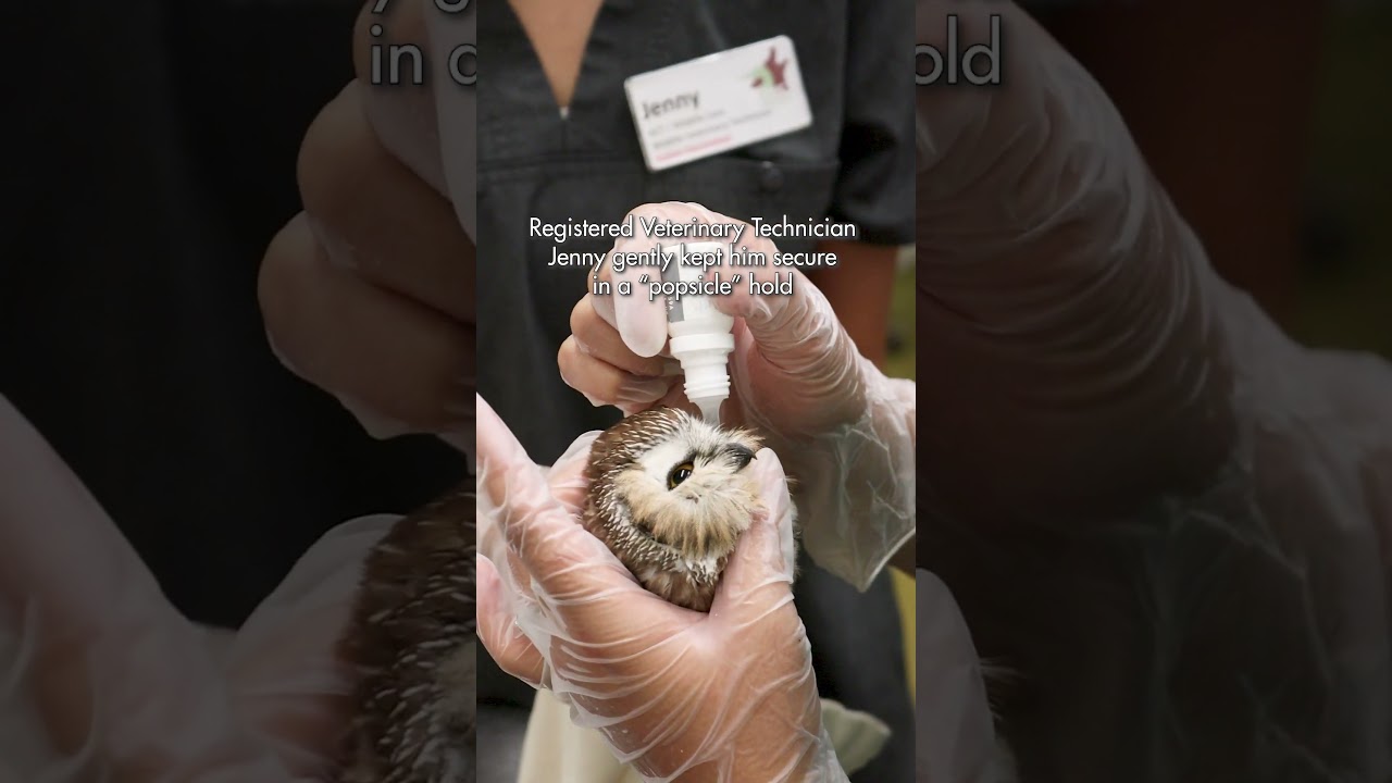 Northern saw-whet owl receives care after hitting a window!