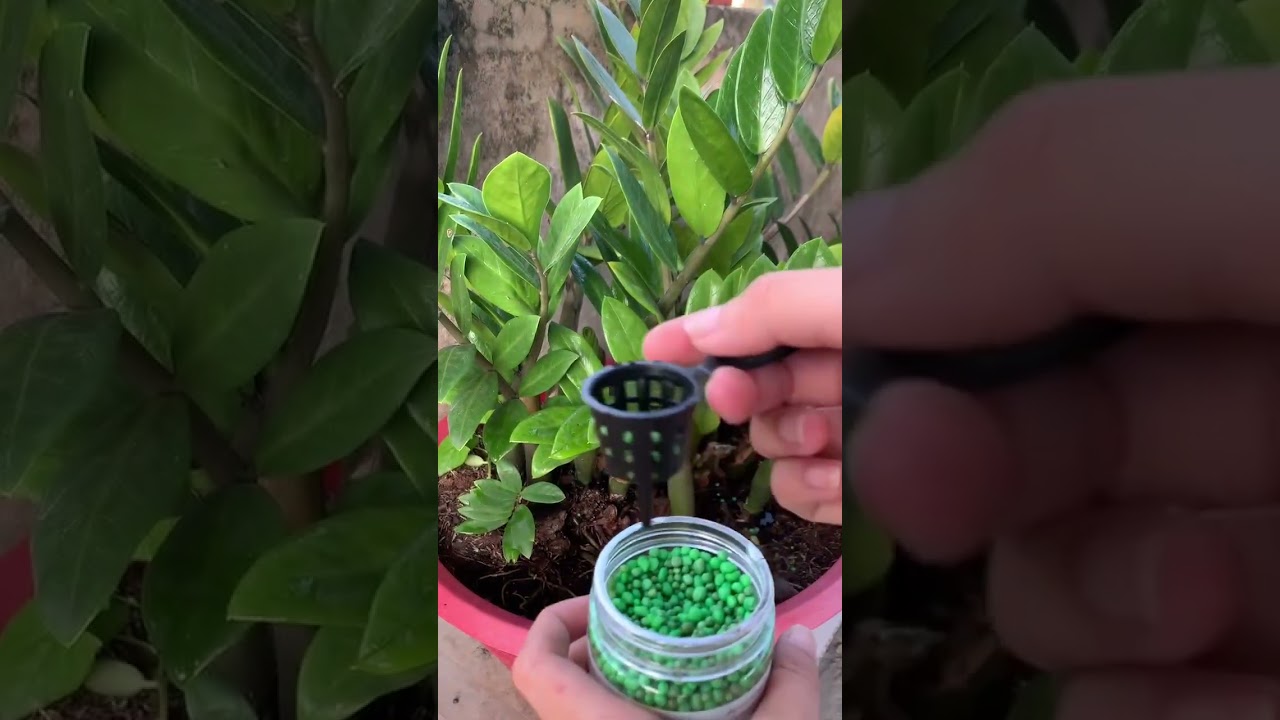 Video Mới Nhất Của Nông Trại Hoa Lan Jack