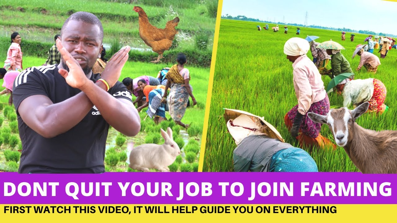 Don’t QUIT Your JOB To Start Farming; Here’s WHY..!!!
