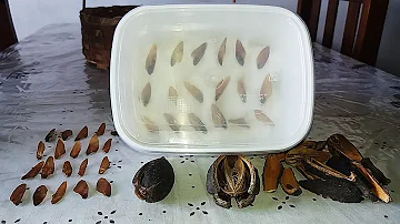 Como plantar semente do Cedro?
