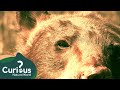 "One Of The Most Horrific Bear Rampages" | Human Prey | Curious?: Natural World