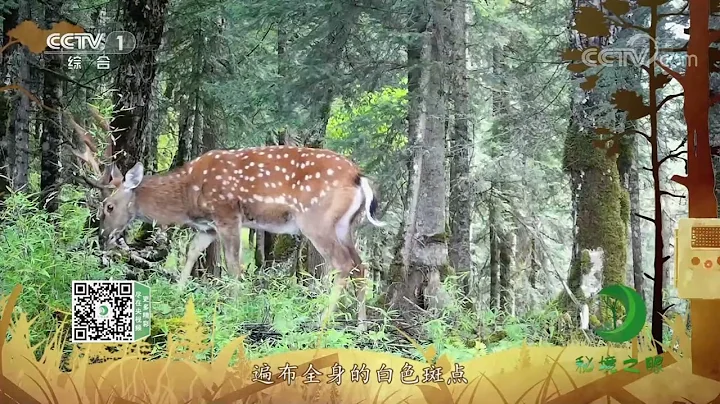 《秘境之眼》 梅花鹿 20220129| CCTV - 天天要闻