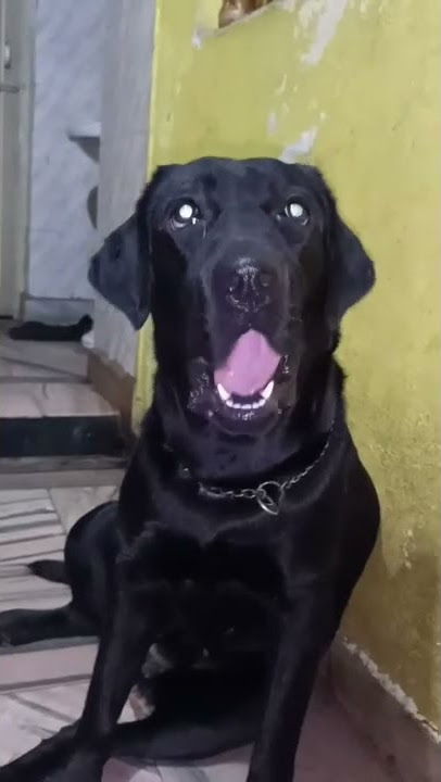 Ana bani pushpa 🔥😂 | Dog funny talking video  🤣 #shorts #funny #dog