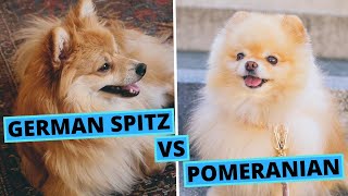 Pomeranian vs German Spitz - Differences and Similarities - Breed Comparison