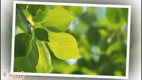 تلاوة خاشعة  من سورة النحل بصوت الشيخ ياسر الدوسري