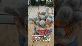 💞🌈💗선인장 #cactus #다육식물 #Succulents #아프리카식물 #하월시아 #코노 #정교환 #신천지금 #시월다육선인장 💞🎊