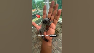 10 Mind-Blowing Animal Facts You’ve Never Heard Before! #AnimalFacts #Nature #Wildlife