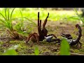 Sengit Banget, Kalajengking Menjaga Wilayahnya Dari Serangan Tarantula