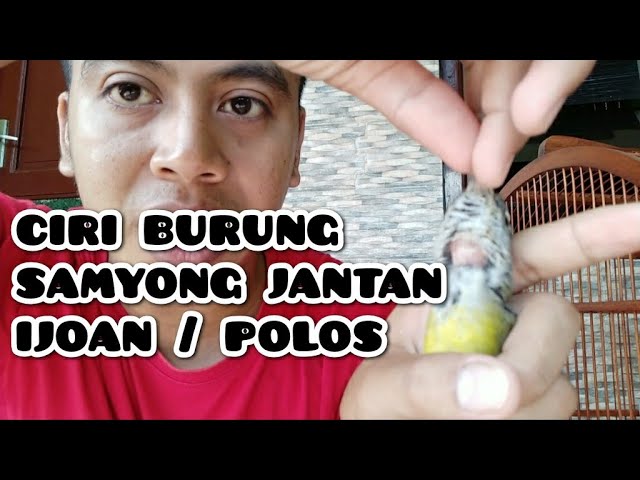 ciri burung samyong jantan muda | ijoan jantan | polosan jantan class=