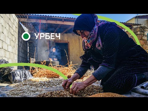 Как готовится настоящий урбеч в горах Дагестана