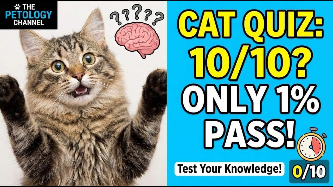 10 Cat Trivia Questions ONLY 5% Can Answer!