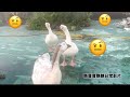 鵝寶寶說我在看什麼🤔️
