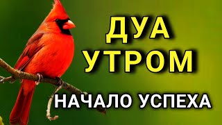 видео: ☝️ НАЧНИ ДЕНЬ С СИЛЬНОГО ДУА УТРОМ! 🤲✨😊 картинка: ☝️ НАЧНИ ДЕНЬ С СИЛЬНОГО ДУА УТРОМ! 🤲✨😊