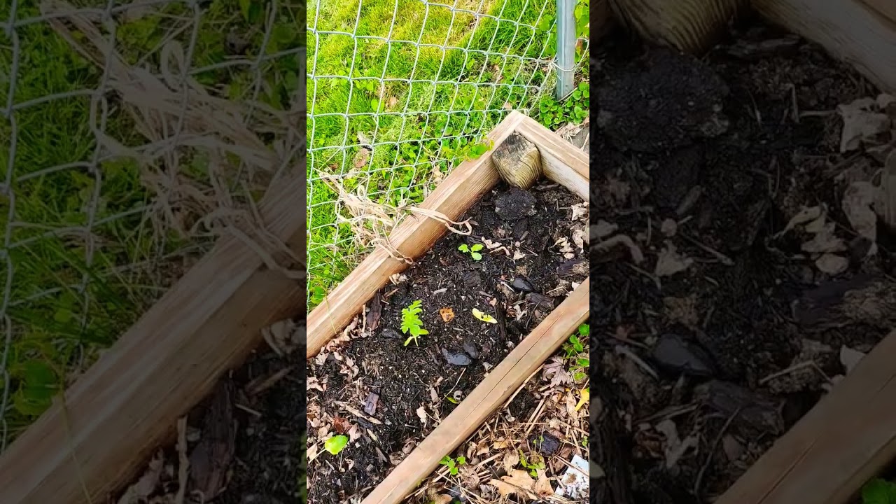 showing off the pitiful start to my garden 