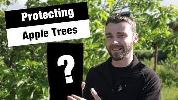 Fighting Codling Moth | Better Apple Harvests? | JB