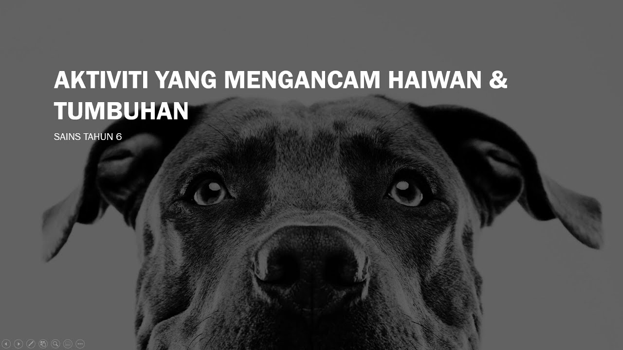 Sains Tahun 6 Aktiviti Yang Mengancam Haiwan Tumbuhan Youtube