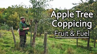 Growing Apple Trees for Fruit & Firewood | A Regenerative Orchard Experiment