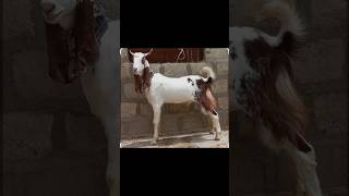 Bakar Lari Bado Badi😊 #shorts #bakra #shortsfeed