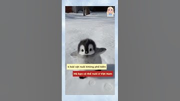 Vật nuôi không phổ biến #douyin #shorts #tips