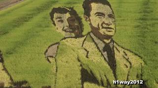 2018田んぼアート (青森県田舎館村）2018 Art of Rice Paddy in Inakadate village Aomori Japan．
