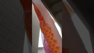 鯉のぼり (旭天竜 シルキー 3m3色)  #鯉のぼり