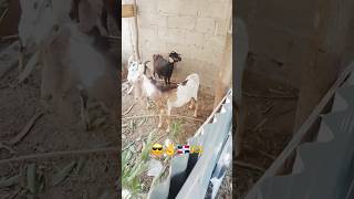 #chivos de La #republicadominicana  #cabras en sus #corrales #fyp #goat #foryou #animals