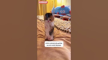 Giải cứu mèo con cute #shorts