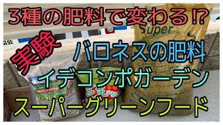 今年は実験！芝生の成長！3種の肥料でどう変わる！？