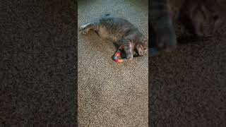 Mittens and Oreo May 2026
