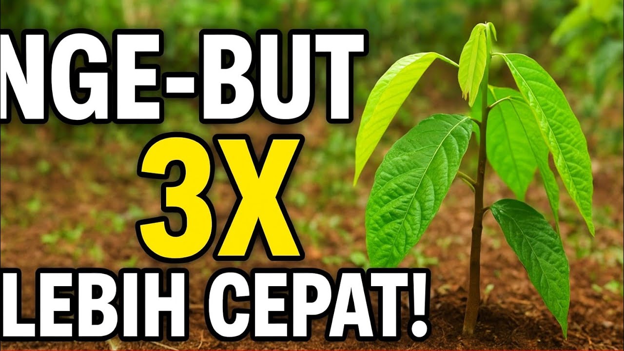 Cara Bikin Kakao Tumbuh Kencang 3x Lebih Cepat Setelah Musim Hujan – Rahasia yang Jarang Dibongkar!