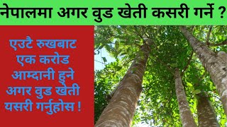 संसारको सबै भन्दा महँगो रुख अगरवूड खेति यसरी गर्नुहोस || Agar Wood Farming in Nepal