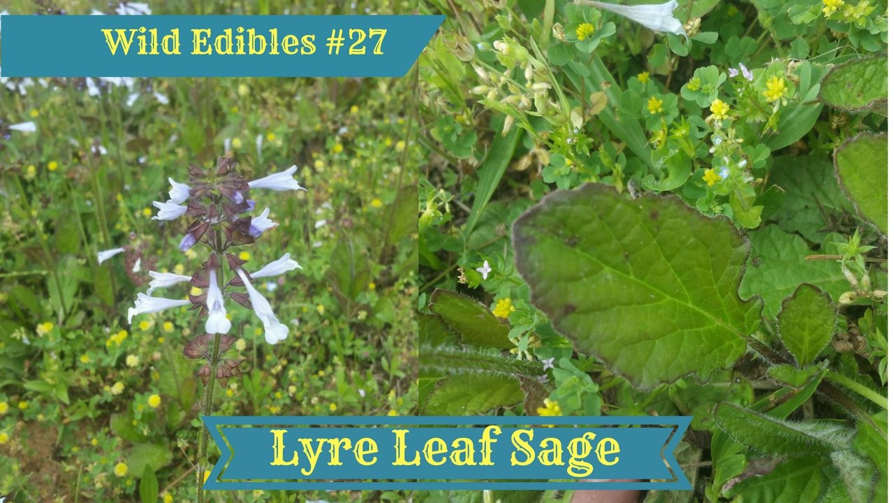 Wild Edibles 27 Lyre Leaf Sage (Salvia Lyrata) YouTube