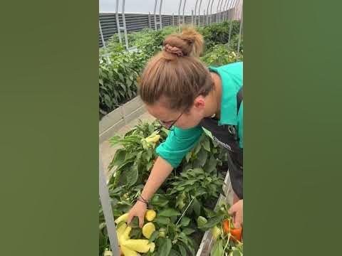 Алтайский плодовитый #перец #семенаалтая #сад #дача - YouTube