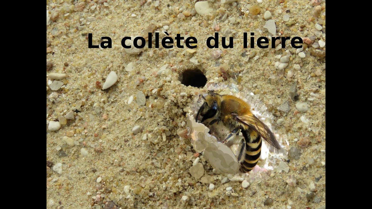 Les nids d'abeilles solitaires et sociales / Insectes n° 137 - Inra