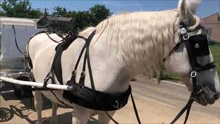 Horse Drawn Hearse for Funeral from El Caribe Funeral Home to Canarsie Cemetery July 25 2020