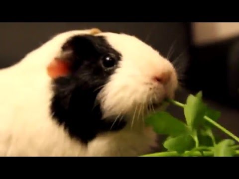 funny-guinea-pig-:)