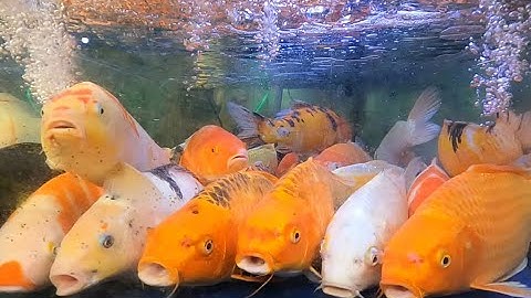 Xem Con Cá Chép - Cá Chép Khổng Lồ (giant carps )